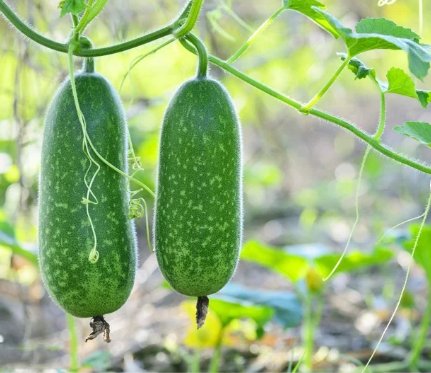 Vegetable Seeds 20 Count Fuzzy Star Fuzzy Melon Seeds Wax Gourd Fuzzy Hair Hairy Squash