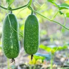Vegetable Seeds 20 Count Fuzzy Star Fuzzy Melon Seeds Wax Gourd Fuzzy Hair Hairy Squash