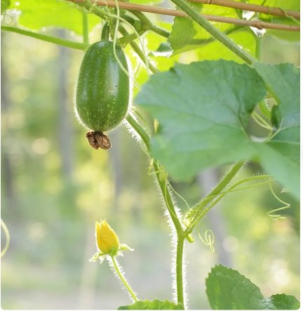 Vegetable Seeds 120 Count Fuzzy Star Fuzzy Melon Seeds Wax Gourd Fuzzy Hair Hairy Squash