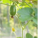 Vegetable Seeds 120 Count Fuzzy Star Fuzzy Melon Seeds Wax Gourd Fuzzy Hair Hairy Squash
