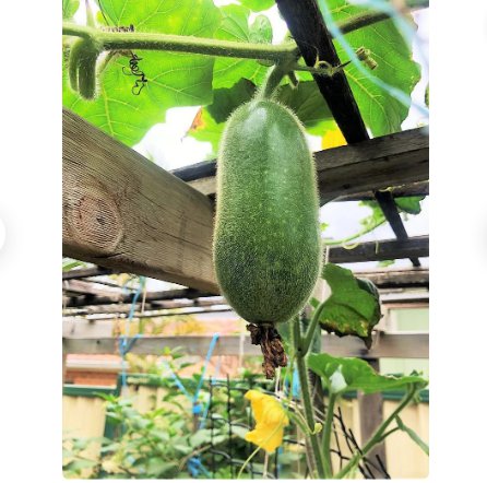 Vegetable Seeds 60 Count Fuzzy Star Fuzzy Melon Seeds Wax Gourd Fuzzy Hair Hairy Squash