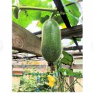 Vegetable Seeds 60 Count Fuzzy Star Fuzzy Melon Seeds Wax Gourd Fuzzy Hair Hairy Squash