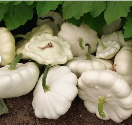 Vegetable Seeds 20 Count Early White Patty Pan Seeds Bush Scallop Summer Squash