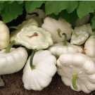 Vegetable Seeds 20 Count Early White Patty Pan Seeds Bush Scallop Summer Squash