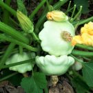 Vegetable Seeds 60 Count Early White Patty Pan Seeds Bush Scallop Summer Squash