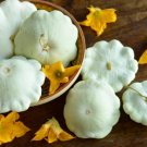 Vegetable Seeds 120 Count Early White Patty Pan Seeds Bush Scallop Summer Squash