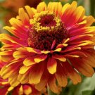 Flower Seeds 50 Count South of the Border Mix Zinnia Seeds