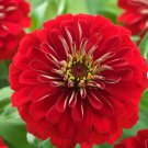 Flower Seeds 150 Count South of the Border Mix Zinnia Seeds