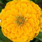 Flower Seeds 300 Count South of the Border Mix Zinnia Seeds