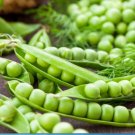 Vegetable Seeds 30 Count Little Marvel English Pea Seeds