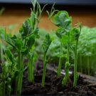 Vegetable Seeds 90 Count Little Marvel English Pea Seeds