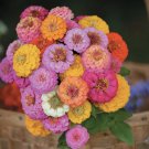 Flower Seeds 150 Count Pom Pom Pompon Zinnia Plant Lilliput Sunflower Rose