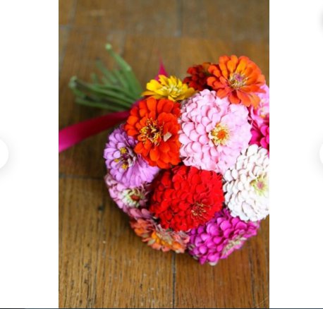 Flower Seeds 300 Count Pom Pom Pompon Zinnia Plant Lilliput Sunflower Rose