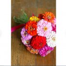 Flower Seeds 300 Count Pom Pom Pompon Zinnia Plant Lilliput Sunflower Rose