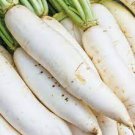 Vegetable Seeds 300 Count Daikon Radish Seeds Japanese Winter White Carrot Korean