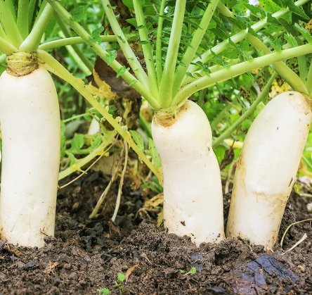 Vegetable Seeds 600 Count Daikon Radish Seeds Japanese Winter White Carrot Korean