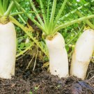 Vegetable Seeds 600 Count Daikon Radish Seeds Japanese Winter White Carrot Korean