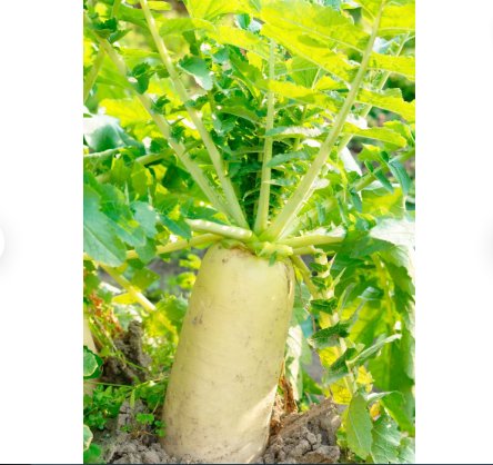 Vegetable Seeds 600 Count Daikon Radish Seeds Japanese Winter White Carrot Korean
