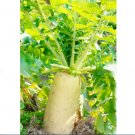 Vegetable Seeds 600 Count Daikon Radish Seeds Japanese Winter White Carrot Korean