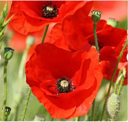 Flower Seeds 200 Count American Legion Poppy Seeds Red Corn Poppies Flanders