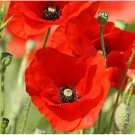 Flower Seeds 200 Count American Legion Poppy Seeds Red Corn Poppies Flanders
