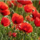 Flower Seeds 600 Count American Legion Poppy Seeds Red Corn Poppies Flanders