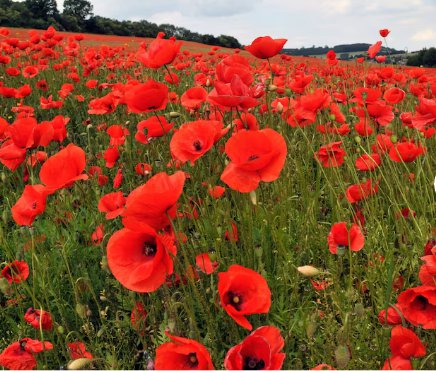 Flower Seeds 1200 Count American Legion Poppy Seeds Red Corn Poppies Flanders