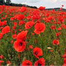 Flower Seeds 1200 Count American Legion Poppy Seeds Red Corn Poppies Flanders