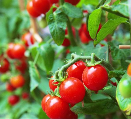 Vegetable Seeds 100 Count Large Red Cherry Tomato Seeds Patio Baby Vine Plum Grape Tomatoes