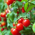 Vegetable Seeds 100 Count Large Red Cherry Tomato Seeds Patio Baby Vine Plum Grape Tomatoes
