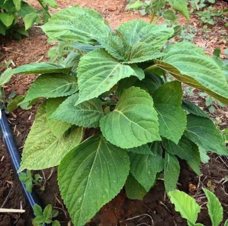 Vegetable Seeds 200 Count Korean Perilla (Shiso) Seeds Kaennip Gaennip Sesame Beefsteak
