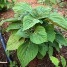 Vegetable Seeds 200 Count Korean Perilla (Shiso) Seeds Kaennip Gaennip Sesame Beefsteak