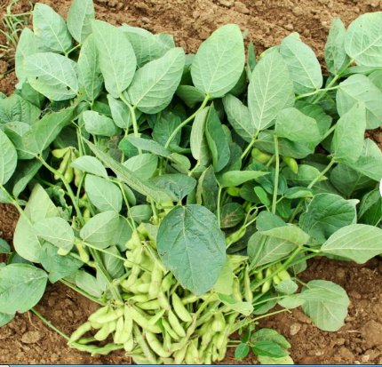 Vegetable Seeds 20 Count Triple Play Japanese Edamame Soybean Seeds Bean Korean Chinese