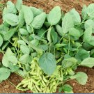 Vegetable Seeds 20 Count Triple Play Japanese Edamame Soybean Seeds Bean Korean Chinese