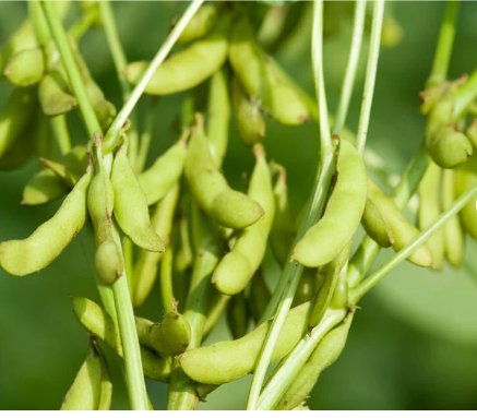Vegetable Seeds 60 Count Triple Play Japanese Edamame Soybean Seeds Bean Korean Chinese