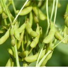 Vegetable Seeds 60 Count Triple Play Japanese Edamame Soybean Seeds Bean Korean Chinese