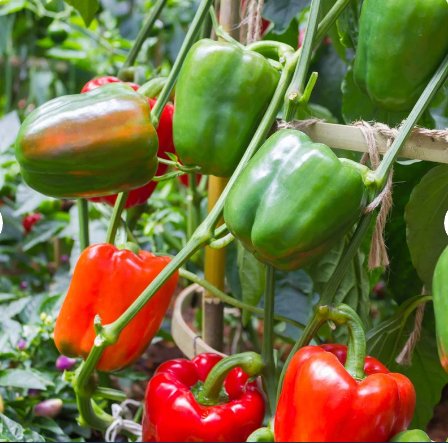 Vegetable Seeds 100 Count California Wonder Sweet Bell Pepper Seeds