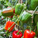 Vegetable Seeds 100 Count California Wonder Sweet Bell Pepper Seeds