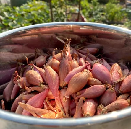 Vegetable Seeds 20 Count Monique French Pink Shallot Sets (Bulbs) Mooseer Green Onion