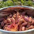 Vegetable Seeds 20 Count Monique French Pink Shallot Sets (Bulbs) Mooseer Green Onion