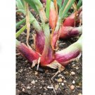 Vegetable Seeds 1/2 LB Monique French Pink Shallot Sets (Bulbs) Mooseer Green Onion