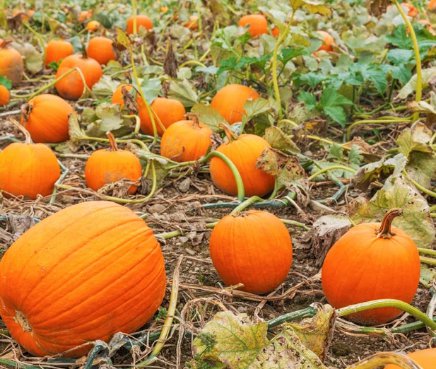 Vegetable Seeds 20 Count Jack-O-Lantern Pumpkin Seeds Squash For Garden