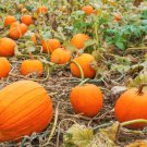 Vegetable Seeds 20 Count Jack-O-Lantern Pumpkin Seeds Squash For Garden