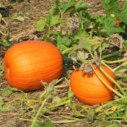 Vegetable Seeds 60 Count Jack-O-Lantern Pumpkin Seeds Squash For Garden
