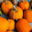 Vegetable Seeds 120 Count Jack-O-Lantern Pumpkin Seeds Squash For Garden