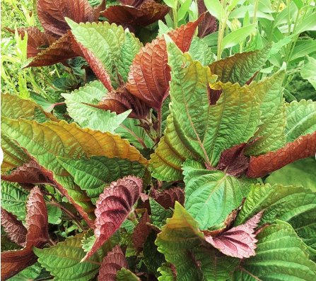 Vegetable Seeds 200 Count Vietnamese Perilla Seeds (Shiso) Seeds Plant For Garden