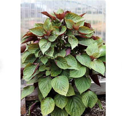 Vegetable Seeds 600 Count Vietnamese Perilla Seeds (Shiso) Seeds Plant For Garden