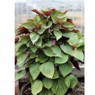 Vegetable Seeds 600 Count Vietnamese Perilla Seeds (Shiso) Seeds Plant For Garden