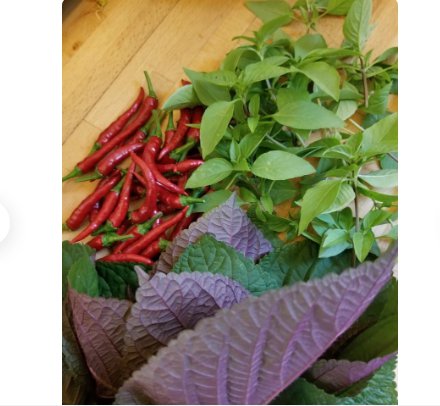 Vegetable Seeds 1200 Count Vietnamese Perilla Seeds (Shiso) Seeds Plant For Garden