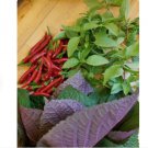 Vegetable Seeds 1200 Count Vietnamese Perilla Seeds (Shiso) Seeds Plant For Garden